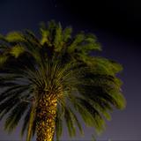 palm-tree-and-stars
