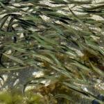 Many Green and black fishes in a pond on the beach in Saint Malo in France
(c) Vincent Garonne
